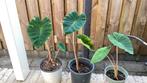 Colacasia pink china, Tuin en Terras, Planten | Tuinplanten, Vaste plant, Halfschaduw, Zomer, Ophalen