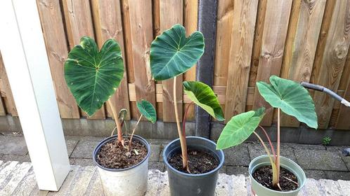 Colacasia pink china, Tuin en Terras, Planten | Tuinplanten, Vaste plant, Overige soorten, Halfschaduw, Zomer, Ophalen