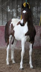 Super mooie en vooral lieve merrie!!!, Dieren en Toebehoren, Paarden, Merrie, Minder dan 160 cm, Niet van toepassing, 0 tot 2 jaar