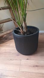Grote Zwarte Bloempot, 25 tot 40 cm, Steen, Gebruikt, Rond