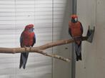 Koppel pennant rosella, Dieren en Toebehoren, Vogels | Parkieten en Papegaaien, Meerdere dieren, Parkiet, Geringd