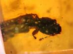 Birmees Amber (N) met insluiting Coleoptera kever., Fossiel, Verzenden