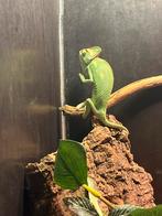 Kameleon, Dieren en Toebehoren, 0 tot 2 jaar