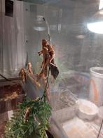 Sprinkhanen, Sprinkhaan of Krekel