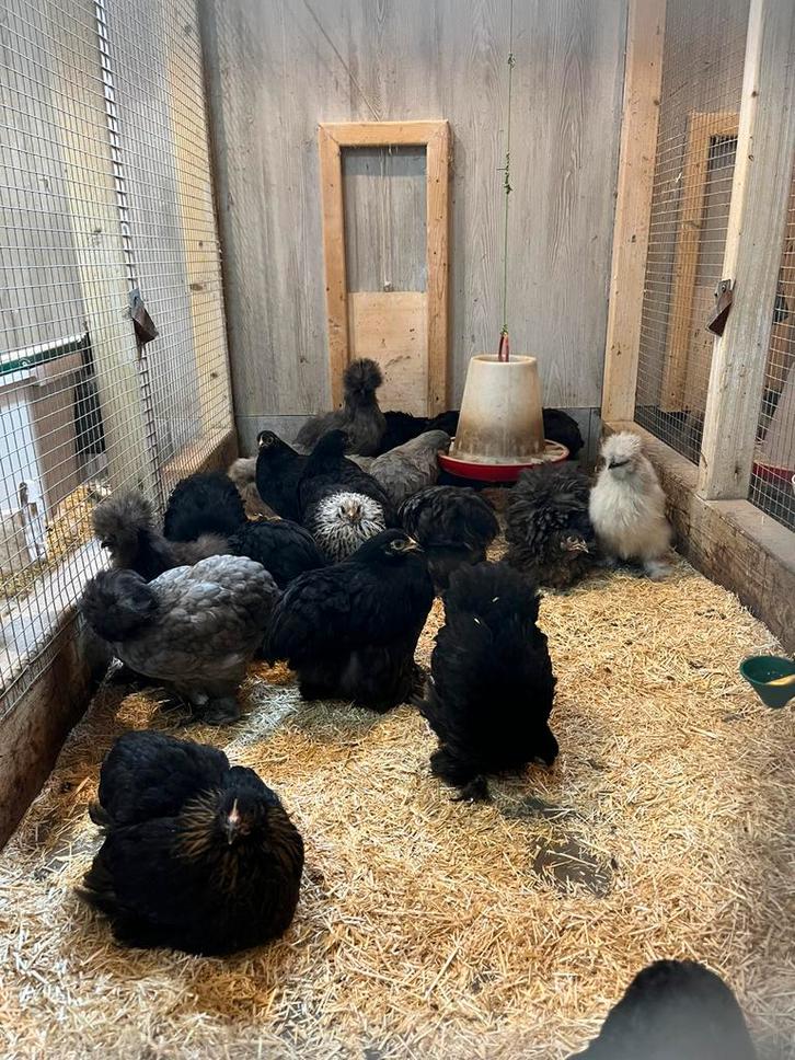 Cochinkriel kippen! HENNEN! Geent, Dieren en Toebehoren, Pluimvee, Kip, Vrouwelijk
