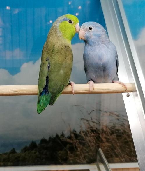 Forpussen bewezen koppel., Dieren en Toebehoren, Vogels | Parkieten en Papegaaien, Parkiet, Meerdere dieren