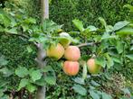 Halfstam appelbomen in verschillende soorten!, Ophalen, Lente, Volle zon, In pot