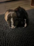 Twee lieve cavias te koop, Dieren en Toebehoren, Knaagdieren, Cavia, April, Mannelijk, Tam