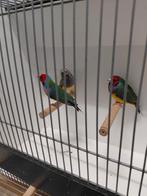 Gouldamadines mannen en poppen van '25 ., Dieren en Toebehoren, Vogels | Overige Vogels, Meerdere dieren, Tropenvogel, Geringd