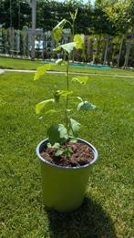 Hibiscus stek blue, paars blauwe bloem, Ophalen, Minder dan 100 cm, Overige soorten, Zomer