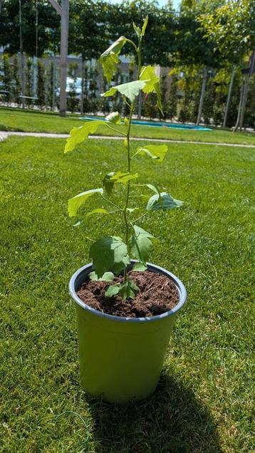 Hibiscus stek blue, paars blauwe bloem beschikbaar voor biedingen