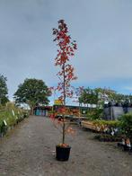 Amberboom , liquidambar, Tuin en Terras, Planten | Bomen, Bloeit niet, Overige soorten, 100 tot 250 cm, Ophalen