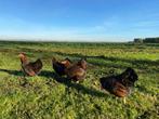 Wyandotte kriel kippen goud zwart gezoomd gesekst + ingeënt, Dieren en Toebehoren, Vrouwelijk, Kip