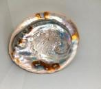 Abalone schelp (Zeeoor), Ophalen of Verzenden, Schelp(en)
