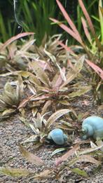 Cryptocoryne pink flamingo planten
(Aquarium plant), Ophalen of Verzenden, Nieuw, Plant(en), Steen of Hout