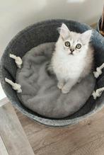 Nog twee Mooie langhaar kittens!!!, Dieren en Toebehoren, Katten en Kittens | Raskatten | Korthaar, Poes, Ontwormd, 0 tot 2 jaar