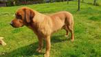 Prachtige Labrador Red Fox dekreu met stamboom, Reu, CDV (hondenziekte), Meerdere, 3 tot 5 jaar
