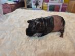 Nog 1 mooi skinny cavia zeugje, Dieren en Toebehoren, Knaagdieren, Cavia, Vrouwelijk, Tam, Oktober
