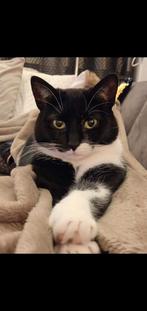 6 jarige dame zoekt nieuw rustig gouden thuis, Dieren en Toebehoren, Katten en Kittens | Overige Katten, Poes