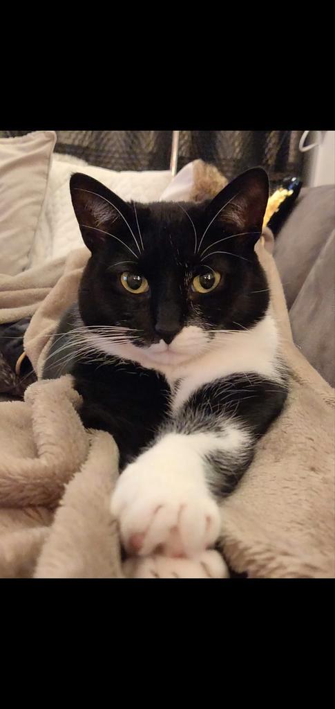 6 jarige dame zoekt nieuw rustig gouden thuis, Dieren en Toebehoren, Katten en Kittens | Overige Katten, Poes