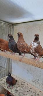 Portugese tuimelaars, Dieren en Toebehoren, Vogels | Duiven, Meerdere dieren, Tuimelaar of Roller