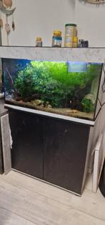 3 complete aquaria, Dieren en Toebehoren, Ophalen, Gevuld zoetwateraquarium