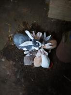 Prachtige handtamme Duitse Reuzen, Dieren en Toebehoren, Konijnen, Meerdere dieren, Groot