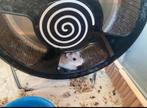 Betrouwbare (knaag)dierenoppas aangeboden!, Meerdere dieren, Cavia, Voor 1 juli 2024, Tam