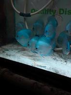 Discus bleu diamond, Vis, Zoetwatervis, Schoolvis