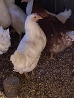 2 jonge, witte leghennen., Dieren en Toebehoren, Pluimvee, Vrouwelijk, Kip