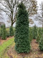 Mooie Portugese laurier 300cm, Tuin en Terras, Planten | Bomen, Ophalen, Bloeit niet, Overige soorten, 100 tot 250 cm