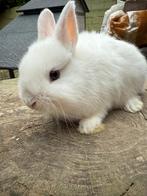 Dwerg konijntje, Dieren en Toebehoren, Konijnen, Mannelijk, Dwerg