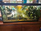 Aquarium, Dieren en Toebehoren, Reptielen en Amfibieën | Toebehoren, Ophalen, Gebruikt