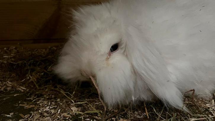 Teddy widder voedster, Dieren en Toebehoren, Konijnen, Dwerg, Vrouwelijk