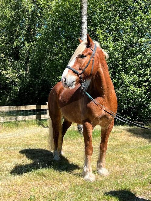 Knappe, 6 jarige Vlaamse ruin, Dieren en Toebehoren, Paarden, Ruin, 3 tot 6 jaar