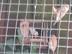 Rijstvogels 6 st 10 pst, Dieren en Toebehoren, Vogels | Overige Vogels, Meerdere dieren, Tropenvogel