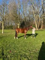 Lief allround paard te koop, Dieren en Toebehoren, Paarden, Ruin, Recreatiepaard, 11 jaar of ouder