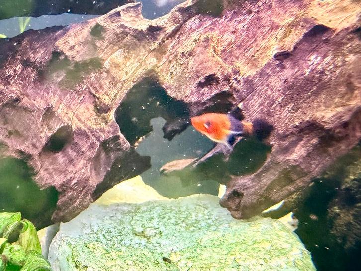 Zwaarddrager jonkies, Dieren en Toebehoren, Vissen | Aquariumvissen, Zoetwatervis, Vis