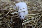 Goudhamsters / Syrische hamsters / hamsters, Dieren en Toebehoren, Hamster, Juli, Meerdere dieren, Tam