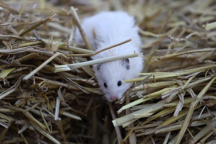Goudhamsters / Syrische hamsters / hamsters, Dieren en Toebehoren, Knaagdieren, Meerdere dieren, Hamster, Juli, Tam