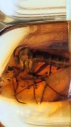 Zeldzame Amber Armband met Insect - 21 gram, Sieraden, Tassen en Uiterlijk, Antieke sieraden, Ophalen of Verzenden, Overige materialen