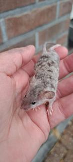 Leuke krulhaar en glad haar kleurmuisjes, Dieren en Toebehoren, Knaagdieren, Meerdere dieren, Muis, Na 1 juli 2024