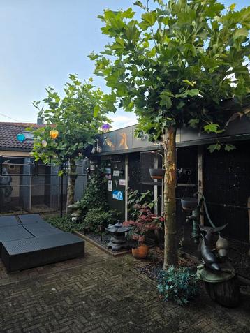 2 Lei Platanen beschikbaar voor biedingen