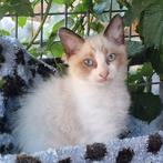 100% ragdoll langhaar katertje, Kater, Ontwormd