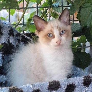 100% ragdoll langhaar katertje  beschikbaar voor biedingen