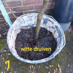 Witte druiven plant, Ophalen, 100 tot 250 cm, In pot