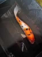 Doitsu Sanke butterfly, Karper of Koi
