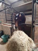 Stalling aangeboden, Dieren en Toebehoren, Stalling, 4 paarden of pony's of meer