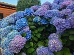 2 hortensia's, Ophalen of Verzenden, Hortensia, 100 tot 250 cm