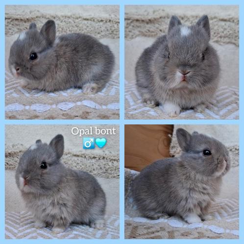 Super schattig bont kleurdwergje, Dieren en Toebehoren, Konijnen, Dwerg, Mannelijk, 0 tot 2 jaar